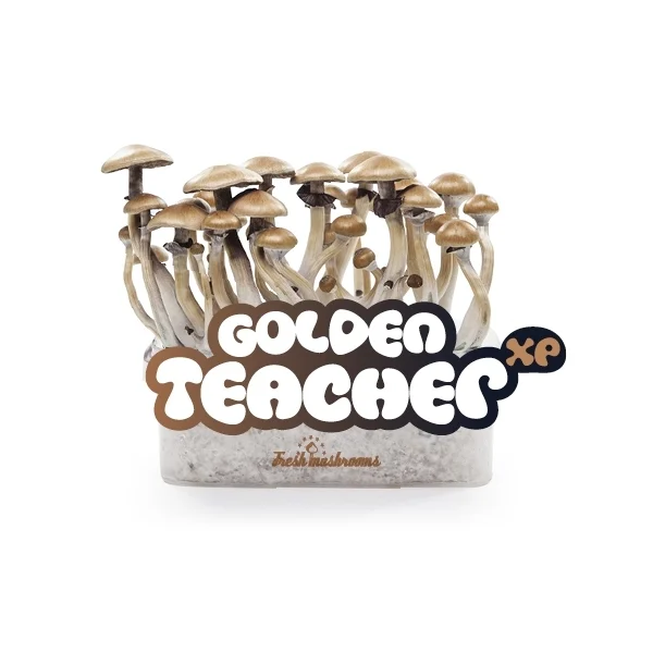 Golden Teacher Mushroom Kit